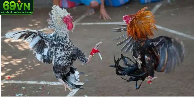 Bỏ túi quy định để kết thúc trận đấu