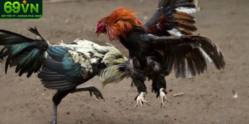 Đá gà Campuchia là gì?